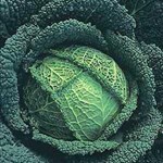VEG BOX TRIAL MEDIUM 3 WEEK TRIAL 50% OFF  